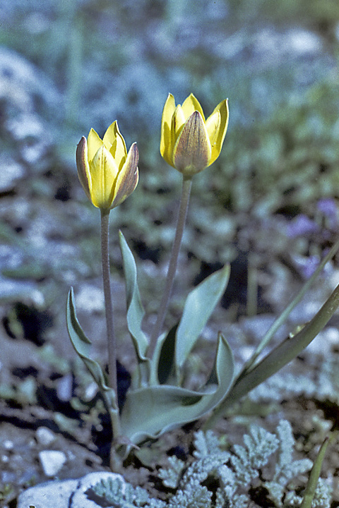 Image of Tulipa dubia specimen.