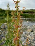 Rumex aquaticus