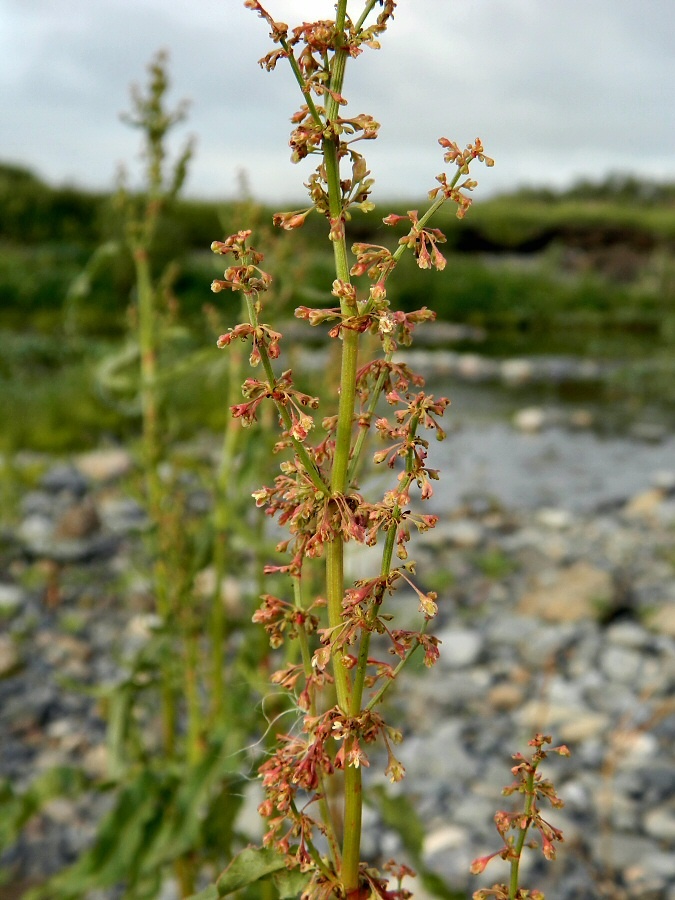 Image of Rumex aquaticus specimen.