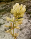 Hedysarum × smirnovii