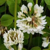 Trifolium repens. Соцветия. Республика Коми, г. Воркута. 11.08.2011.