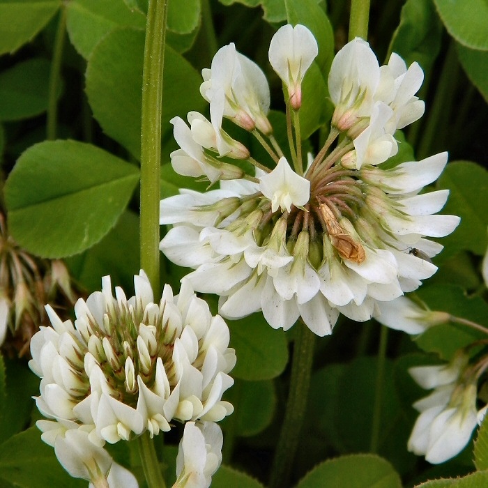 Изображение особи Trifolium repens.