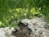 Scutellaria sosnovskyi