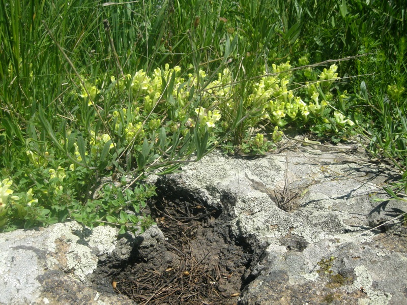 Image of Scutellaria sosnovskyi specimen.