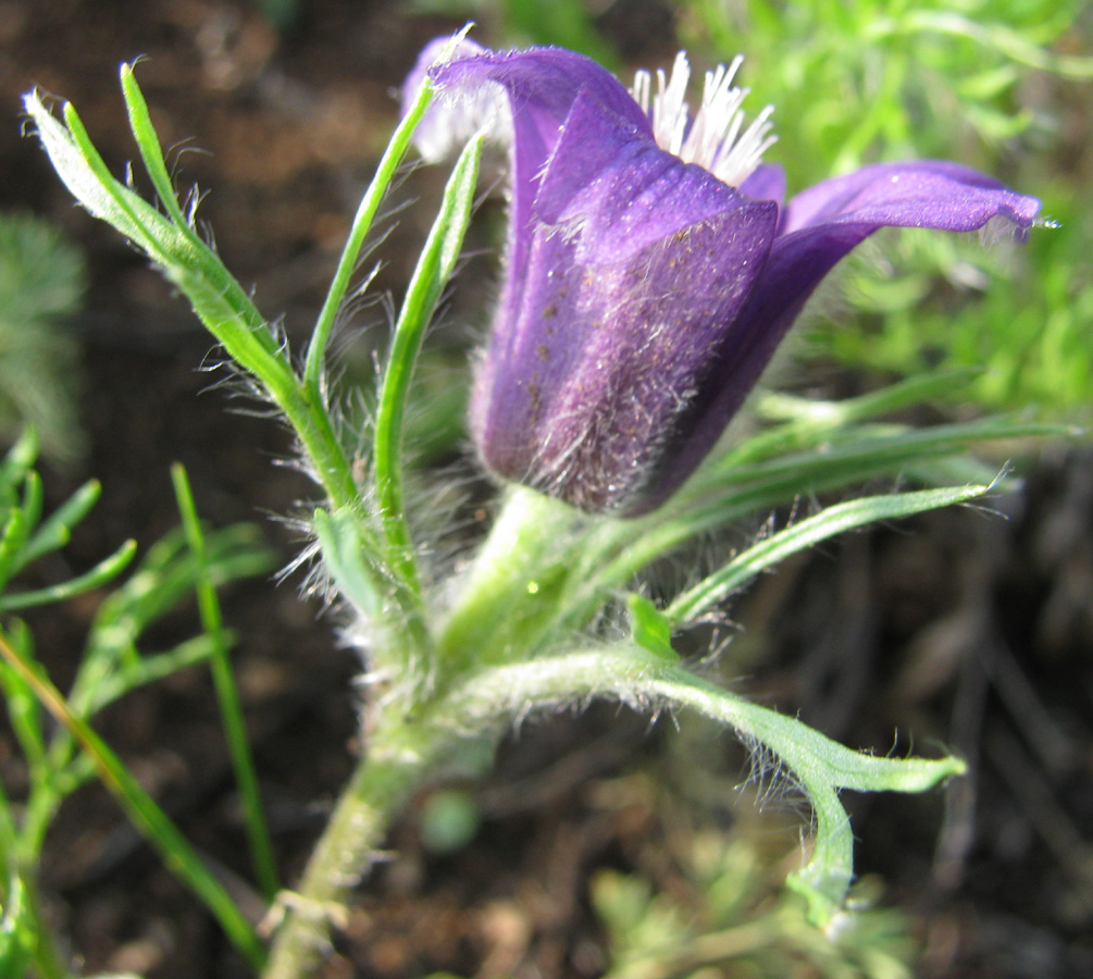 Изображение особи род Pulsatilla.