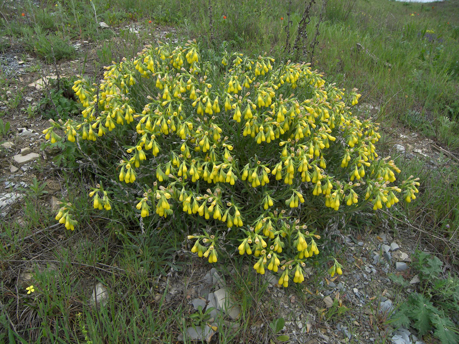 Изображение особи Onosma taurica.