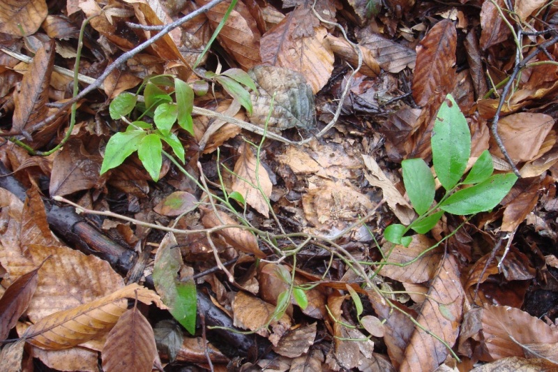 Image of Vaccinium arctostaphylos specimen.