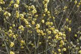 Salix caprea. Ветви с мужскими соцветиями. Москва, Кузьминский лесопарк. 07.04.2008.