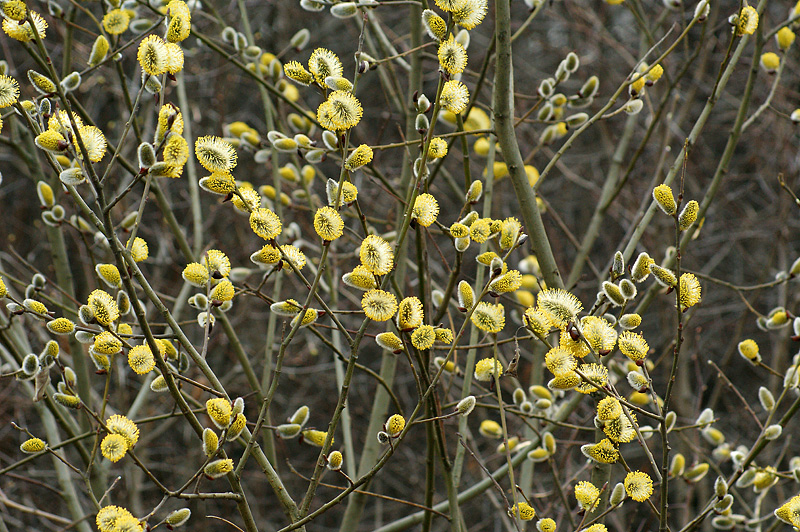 Изображение особи Salix caprea.