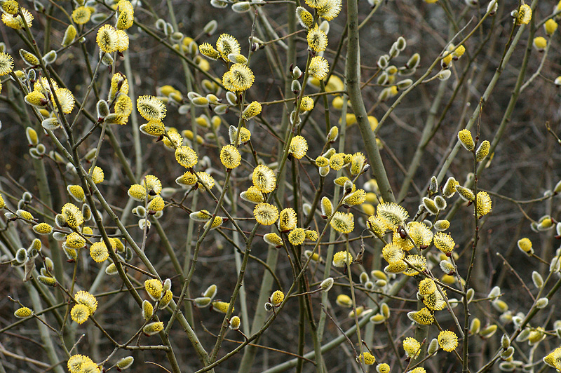 Image of Salix caprea specimen.