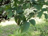 Carpinus cordata. Верхушка ветви с соплодиями. Приморье, Владивосток, Ботанический сад. 23.08.2009.