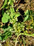 genus Cuscuta