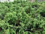 Juniperus sibirica. Верхушки веточек. Южный Урал, хр. Зигальга, вершина г. Поперечной. 11.08.2006.
