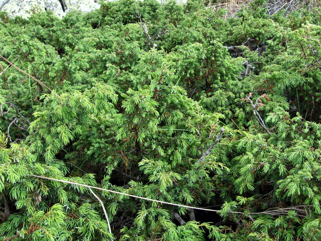 Image of Juniperus sibirica specimen.