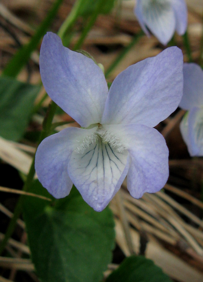 Изображение особи Viola sieheana.