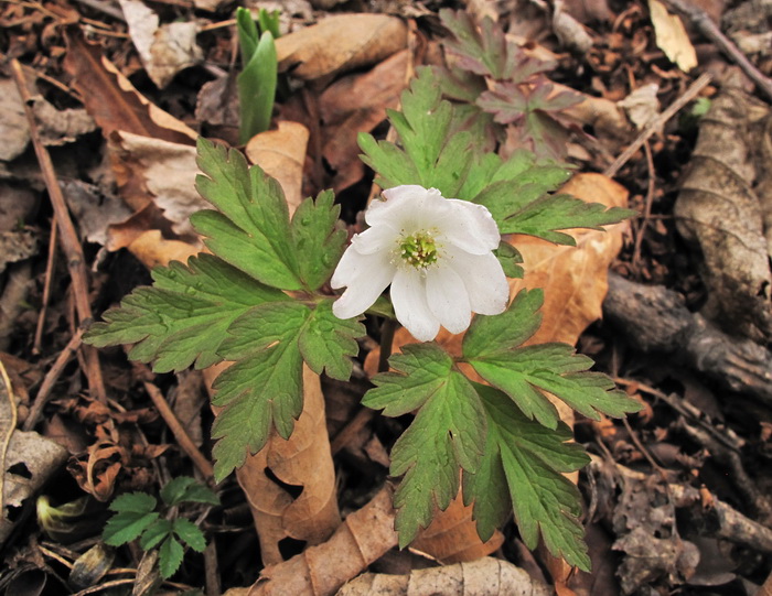 Изображение особи Anemone amurensis.