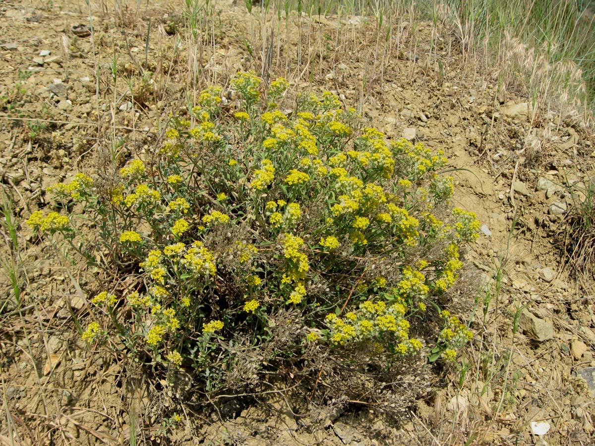 Изображение особи Odontarrhena tortuosa.