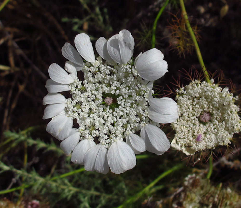 Image of Artedia squamata specimen.