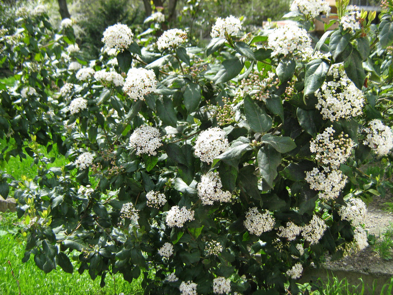 Изображение особи Viburnum tinus.