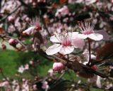 Prunus cerasifera variety pissardii. Цветки. Крым, г. Ялта, в культуре. 9 апреля 2012 г.