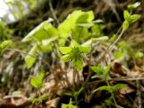 Hepatica nobilis. Плод. Смоленская обл., Смоленский р-н, долина Удры. 07.05.2012.