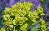 Euphorbia palustris