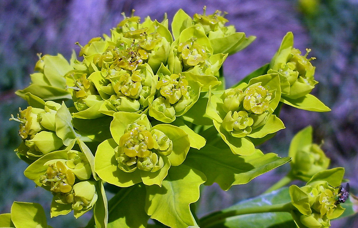 Изображение особи Euphorbia palustris.