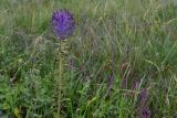 Leopoldia comosa. Цветущее растение. Крым, Керченский п-ов, Приазовье, Караларская степь. 08.06.2012.