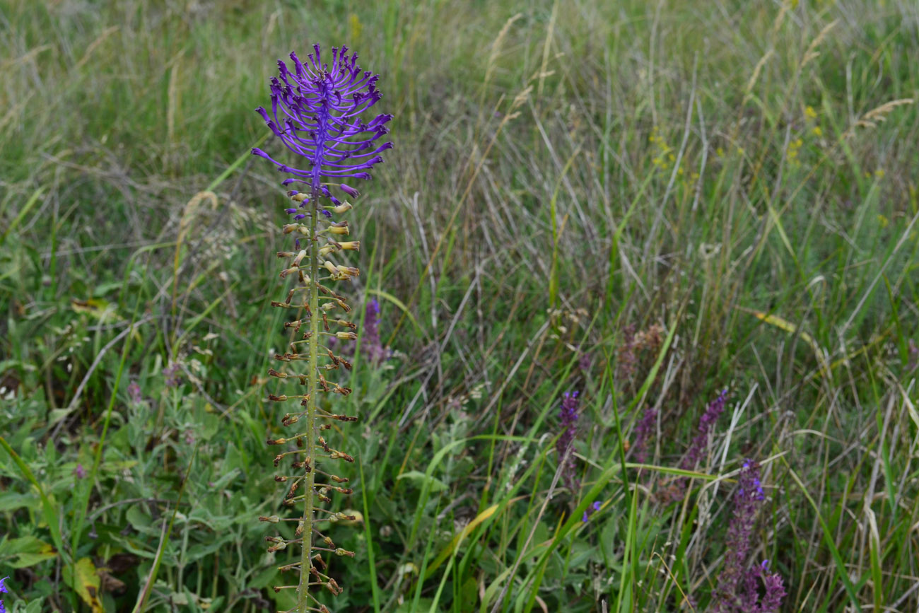 Image of Leopoldia comosa specimen.