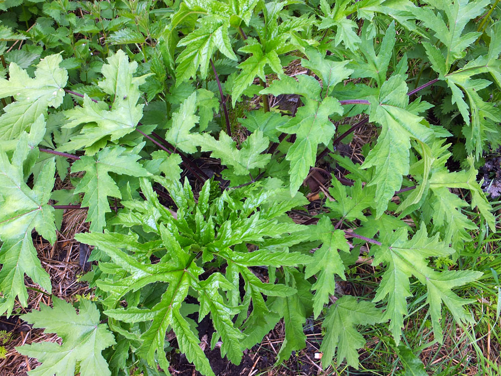 Изображение особи род Heracleum.