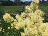 Thalictrum lucidum. Верхушка соцветия. Московская обл., пойма р. Русса. 21.06.2012.