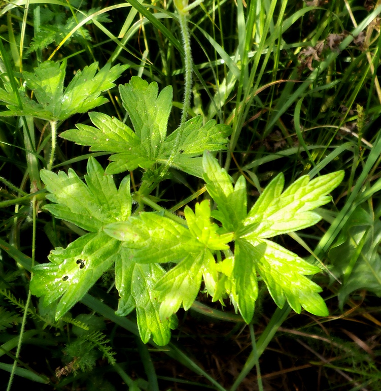 Изображение особи Geranium palustre.