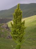 Veratrum lobelianum. Соцветие. Кабардино-Балкария, Зольский р-н, долина Джилы-Су. 27.07.2012.