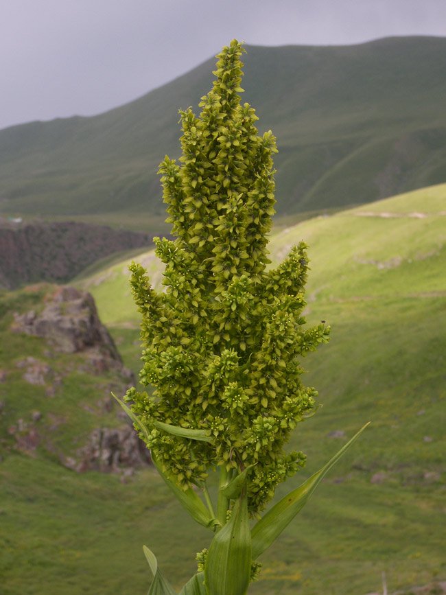 Изображение особи Veratrum lobelianum.