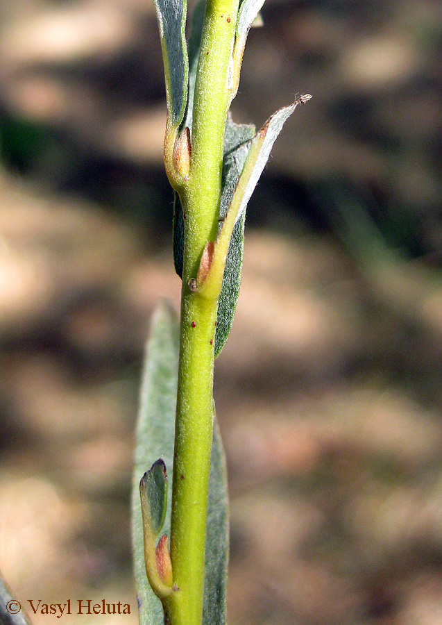 Image of Salix rosmarinifolia specimen.