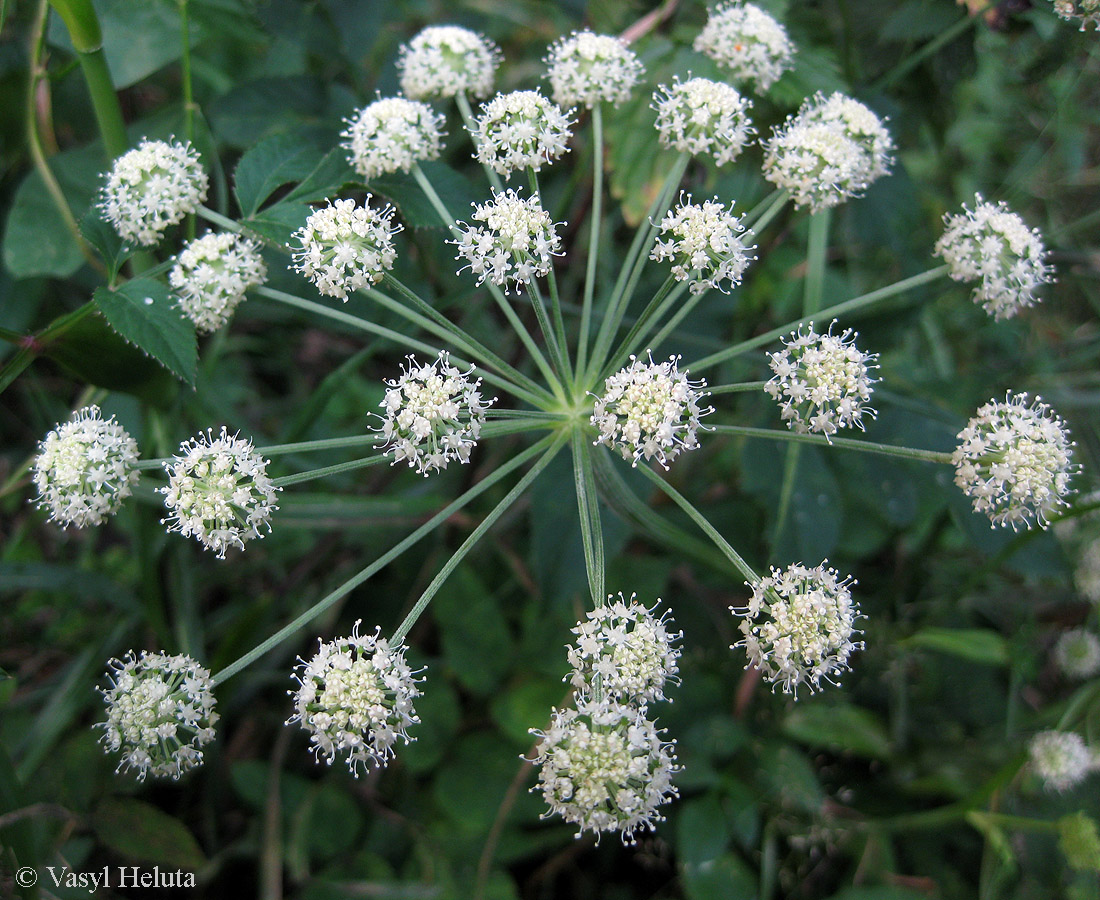 Image of Angelica sylvestris specimen.