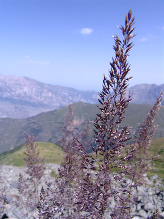 Изображение особи Calamagrostis caucasica.