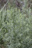 Chenopodiaceae