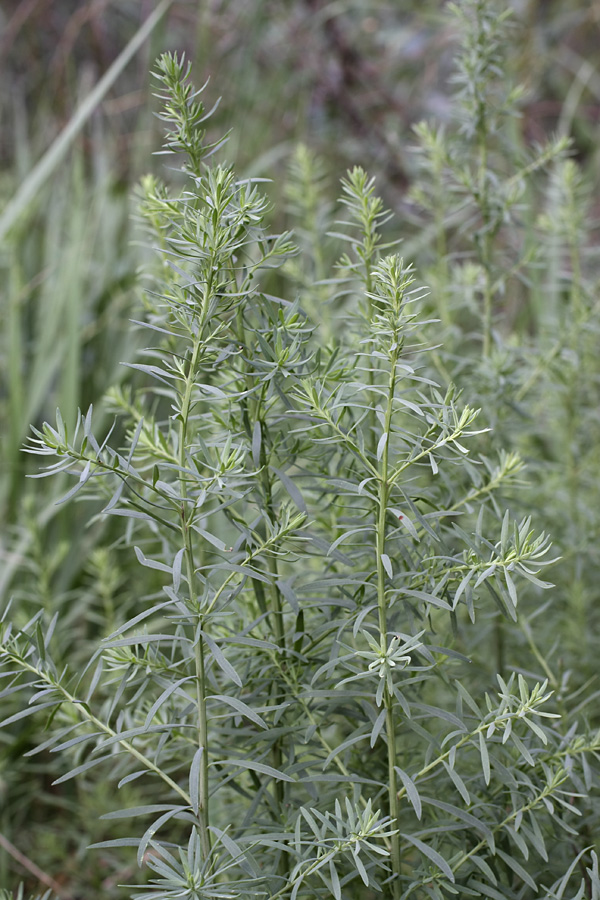 Image of familia Chenopodiaceae specimen.