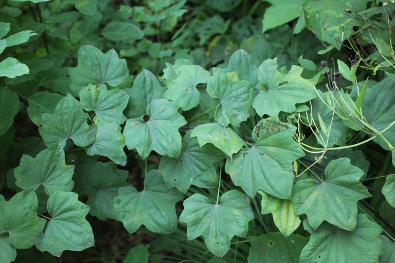 Image of Dioscorea nipponica specimen.