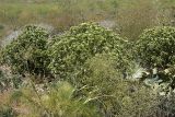 Cousinia triflora. Цветущие растения. Южный Казахстан, нижний Боролдай, лощина Акжар. 03.06.2012.