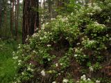 Hylotelephium populifolium