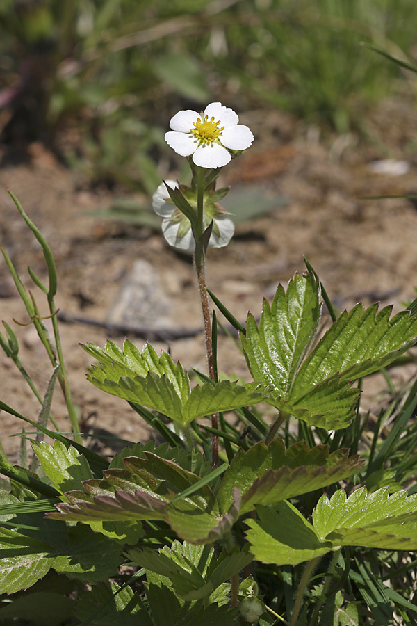 Изображение особи Fragaria vesca.