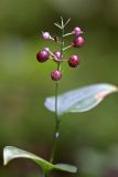Maianthemum bifolium. Соплодие. Карельский перешеек, окр. Сертолово. 01.09.2009.