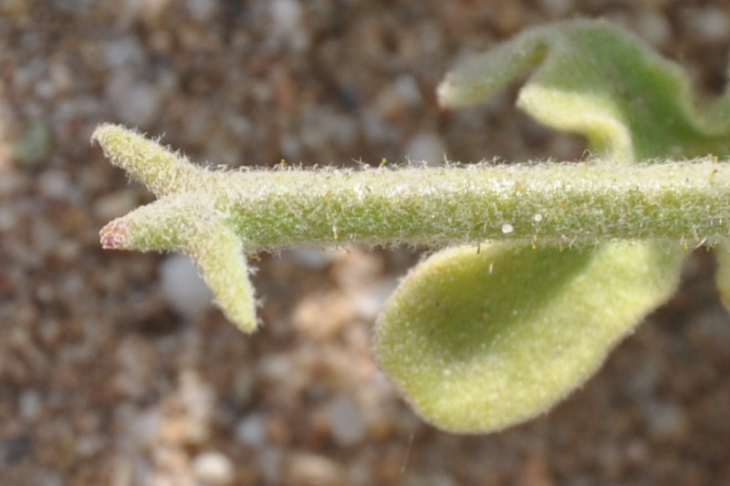 Image of Matthiola tricuspidata specimen.