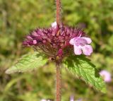 Clinopodium chinense