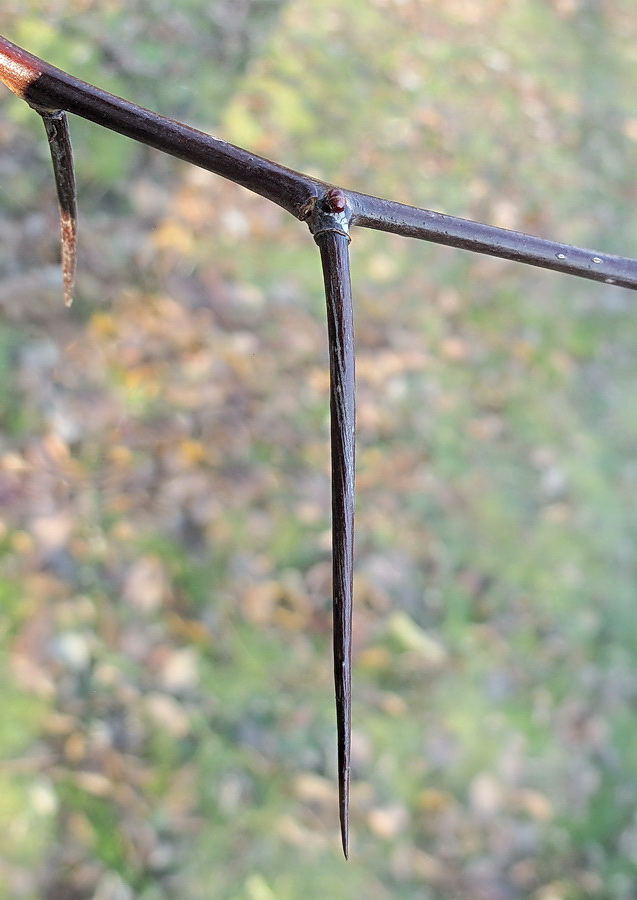 Image of Crataegus macracantha specimen.