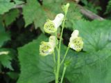 Aconitum umbrosum