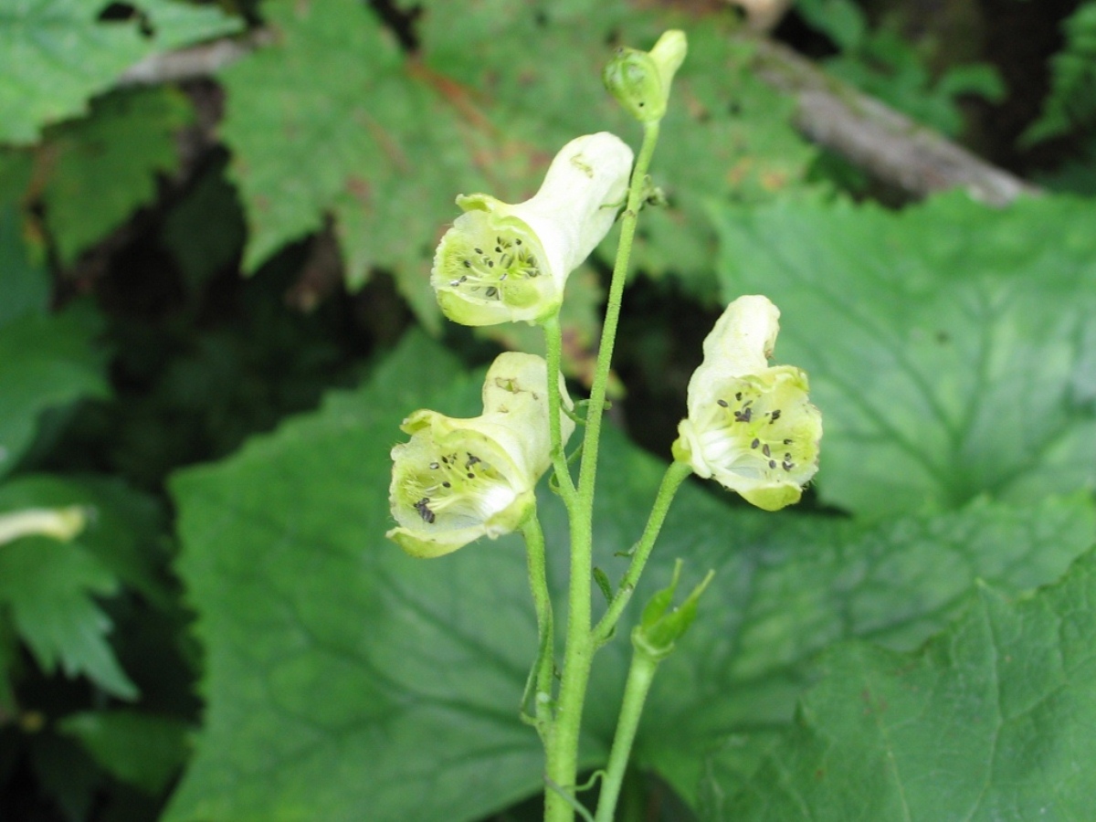 Изображение особи Aconitum umbrosum.