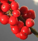 Ilex aquifolium. Часть соплодия ('J. C. van Tol'). Германия, г. Кемпен, в культуре. 11.11.2012.